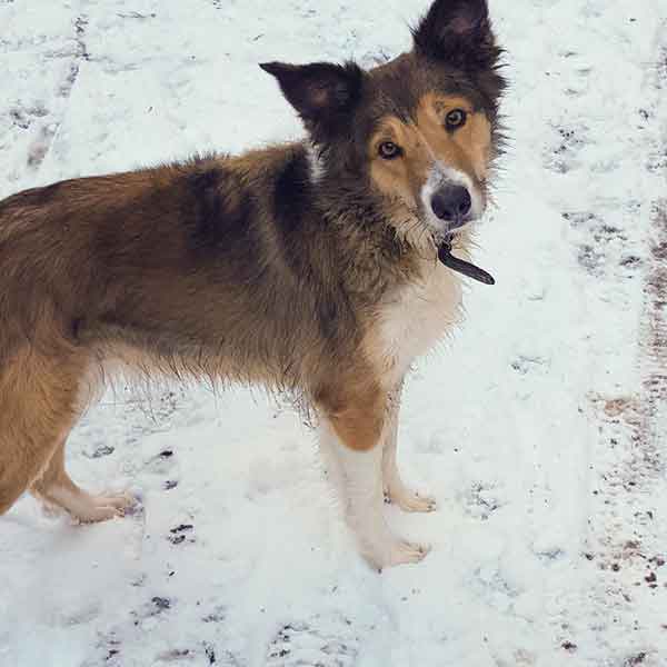 collie dog looking up enquiringly in the snow