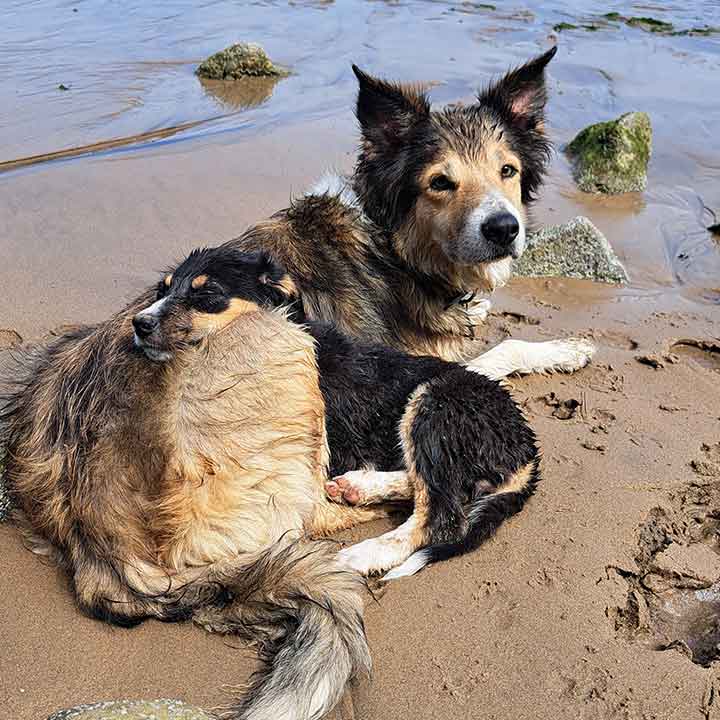 seaside-doggies