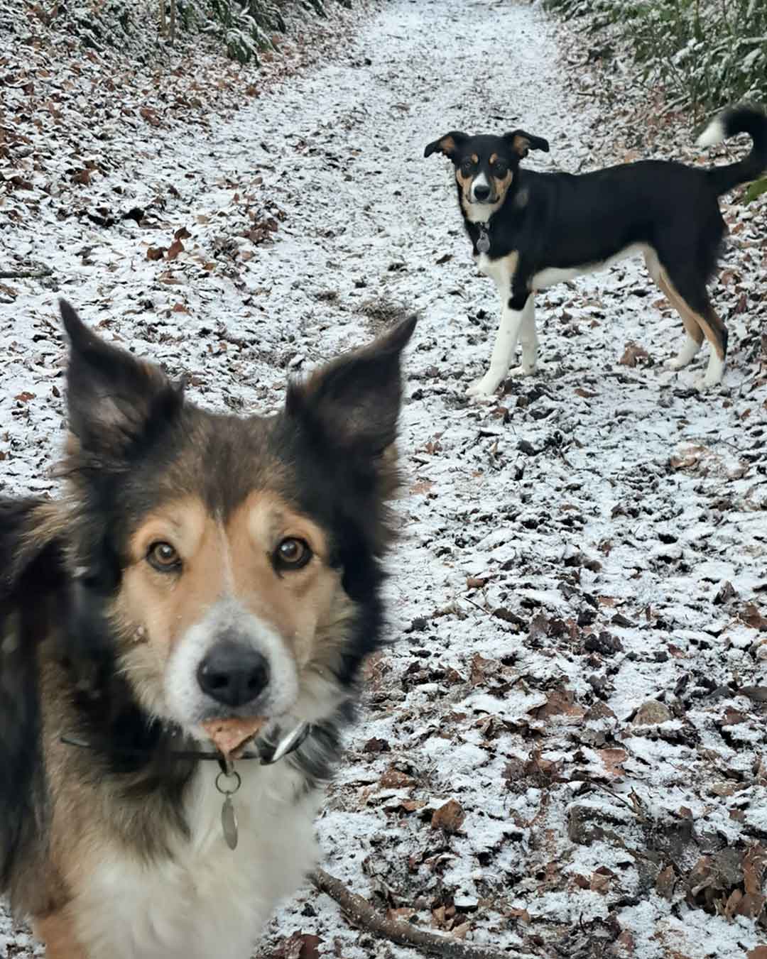 Dogs-in-snow