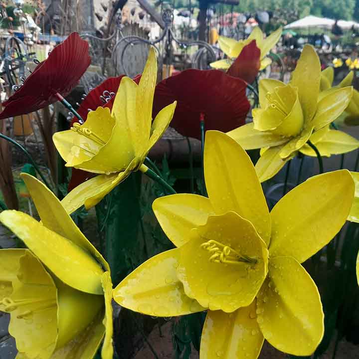 Daffodils