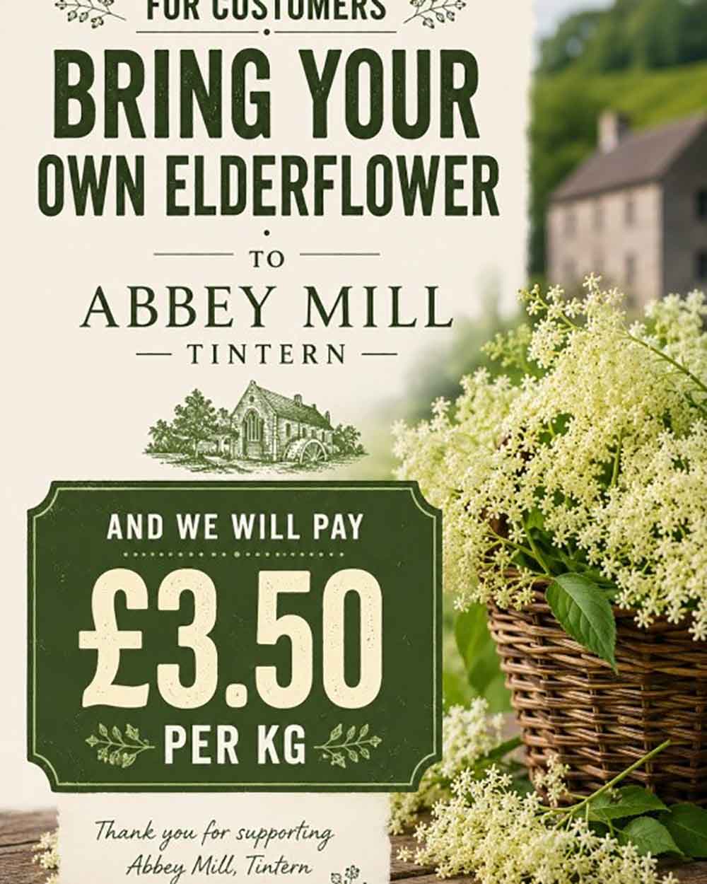 Elderflower-harvest