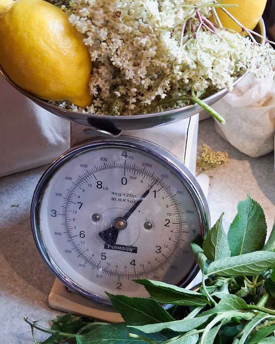 Elderflower-scales
